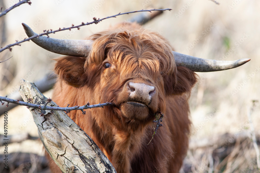 Cute young Scottish highlander eating from a twig Cute young Scottish highlander eating from a twig