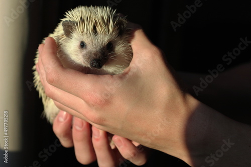 White pygmy hedgehog safely held in the hands