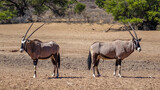 Two oryx antelopes stand back to back in the Namibian savannah.