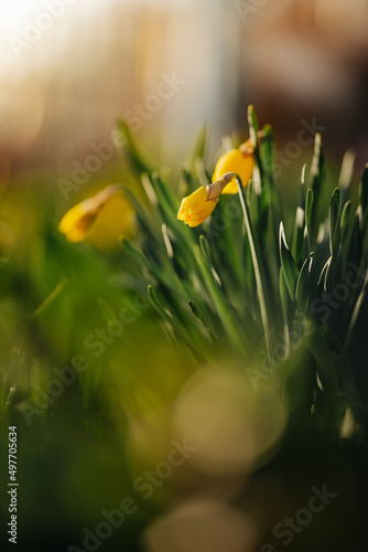 Yellow tulips are based on green grass