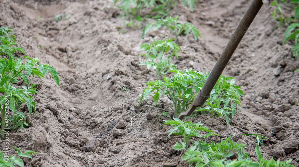 woman digs garden beds. Weeding weeds in the garden. Agricultural work. woman digs garden beds. Weeding weeds in the garden. Agricultural work.
