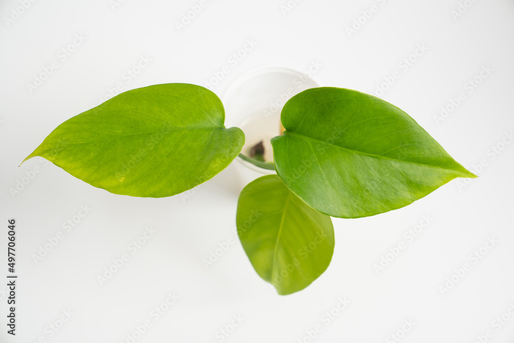 a young sprout of a monstera flower with small leaves in a disposable cup on a white background. houseplants for the house. a young sprout of a monstera flower with small leaves in a disposable cup on a white background. houseplants for the house.