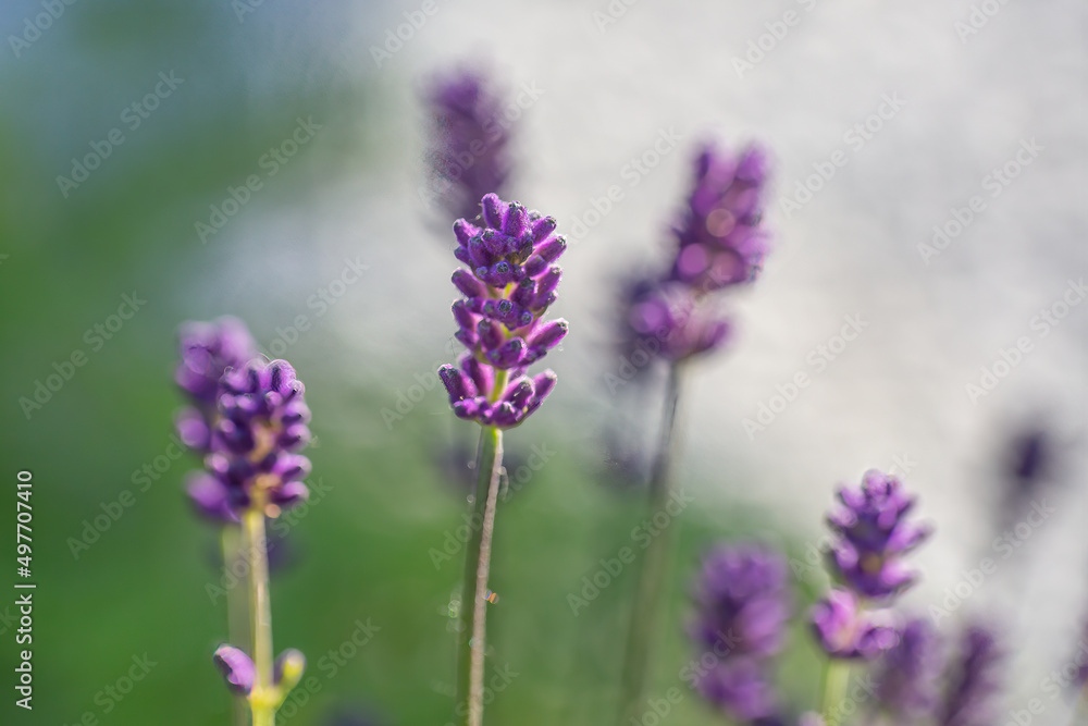Obraz premium Close-up of buds and stems of blue lavender