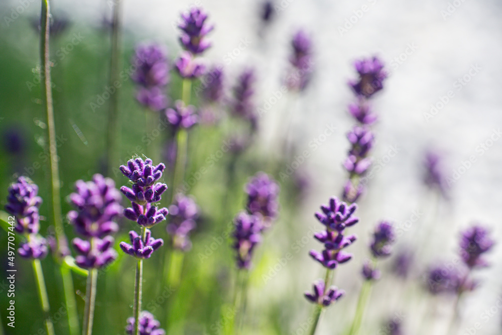 Obraz premium Close-up of buds and stems of blue lavender