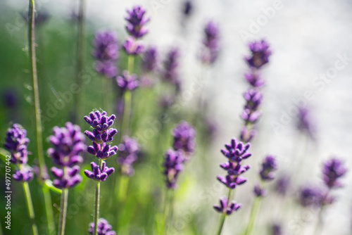 Fototapeta Naklejka Na Ścianę i Meble -  Close-up of buds and stems of blue lavender