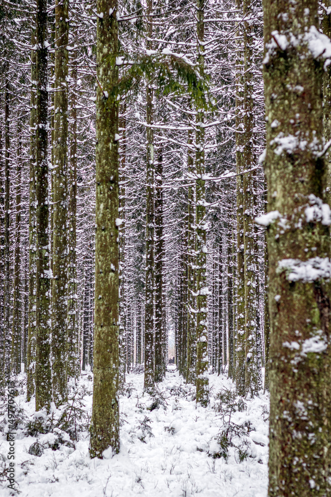 Fototapeta premium Perdu dans la forêt enneigée