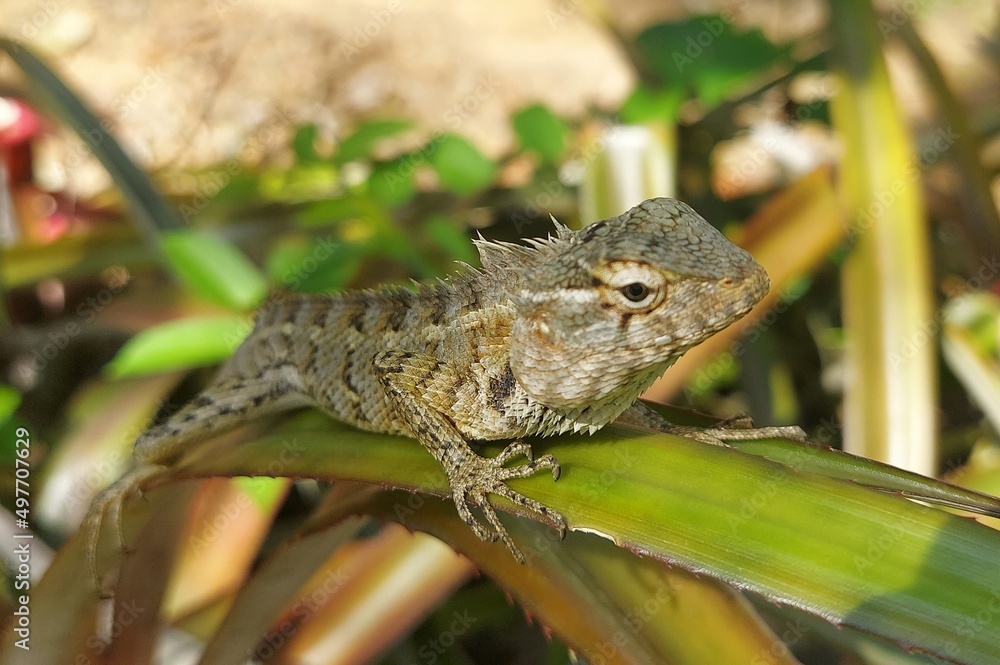 A picture of a lizard. A lizard on a pineapple leaf. A picture of an animal in the jungle. wild animal. A picture of a lizard. A lizard on a pineapple leaf. A picture of an animal in the jungle. wild animal.