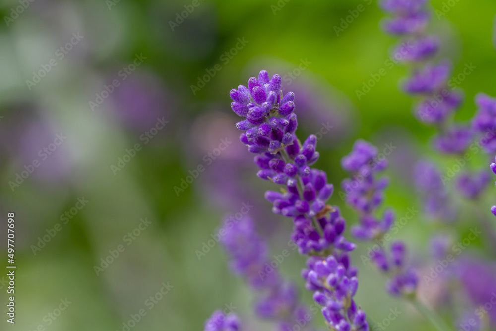 Close-up of buds of blue lavender Close-up of buds of blue lavender