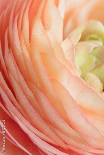 Obraz na płótnie Pink ranunculus flower close up, ranunculus petals
