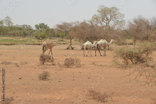 Fototapeta Naklejka Na Ścianę i Meble -  les drmadeurs cherchent de quoi broutter dans le desert sahel du Burkina faso.