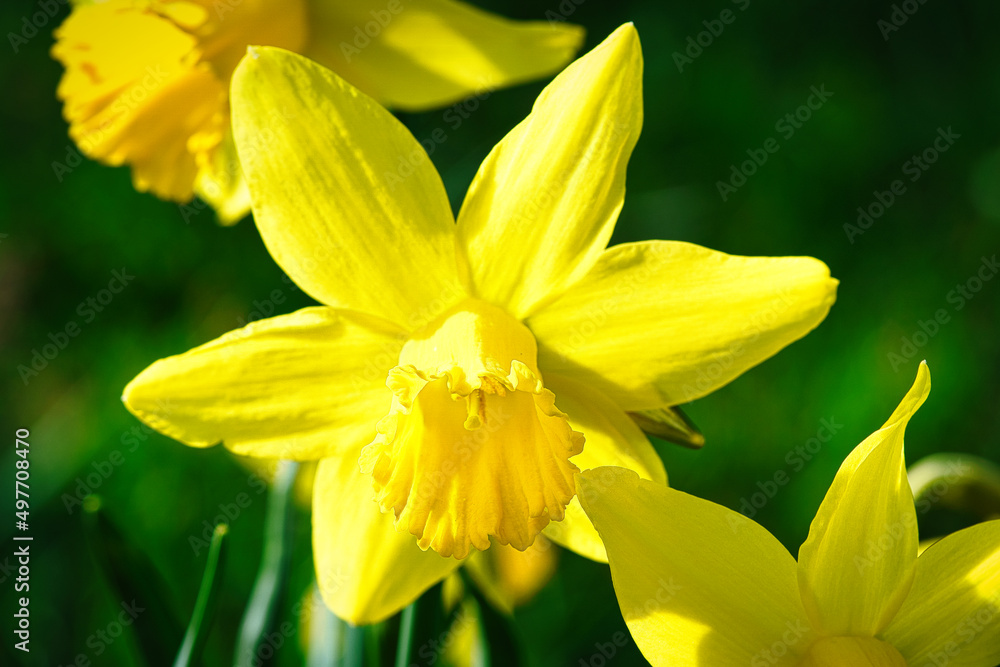 Daffodils at Easter time on a meadow. Yellow white flowers shine against the green grass. Daffodils at Easter time on a meadow. Yellow white flowers shine against the green grass.