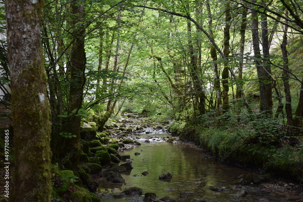 Rivière de forêt