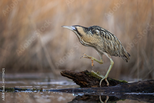 Bilde på lerret Great bittern bird ( Botaurus stellaris ) close up