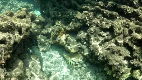 Coral reef in the sea.