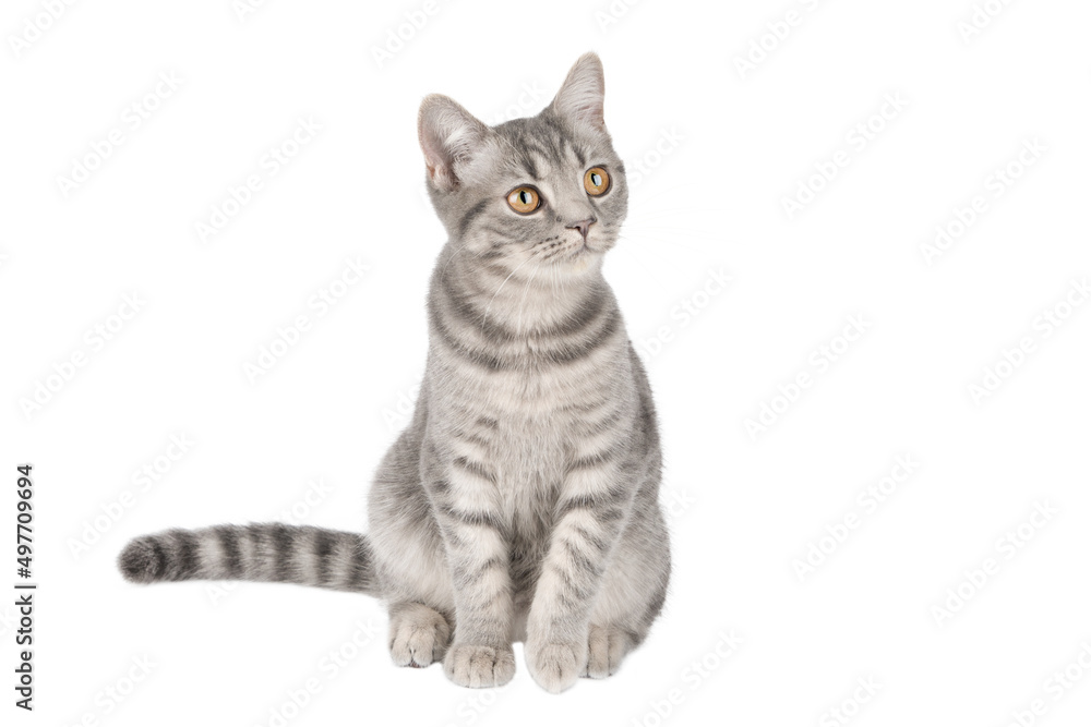 gray kitten scottish straight isolated