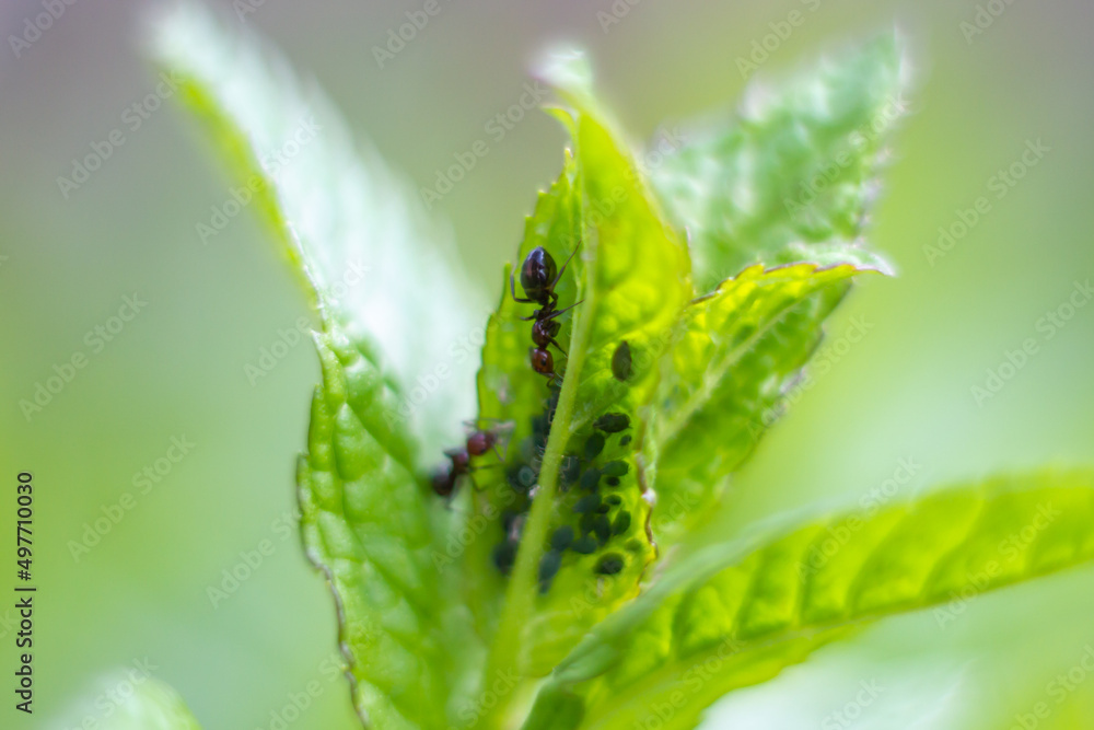 Fototapeta premium Peppermint plant with spawning of ants.An organic garden,Italy.House plant with insect