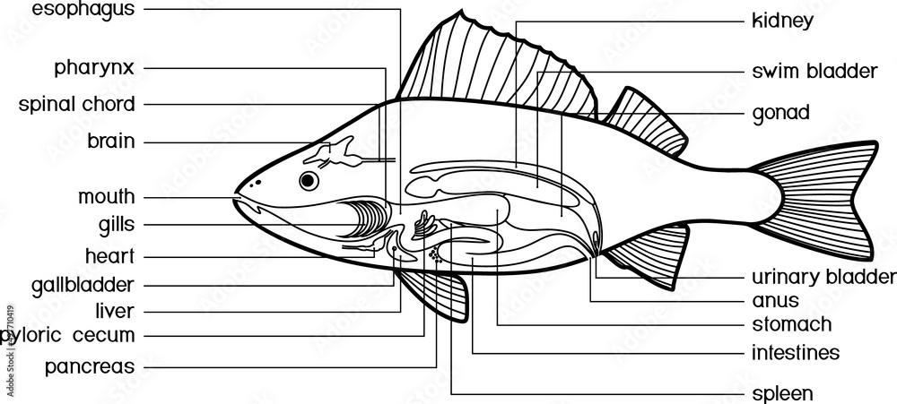 Coloring page with scheme of internal anatomy of fish. Educational ...