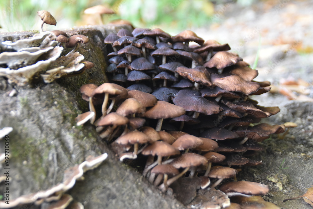 mushrooms on the tree mushrooms on the tree