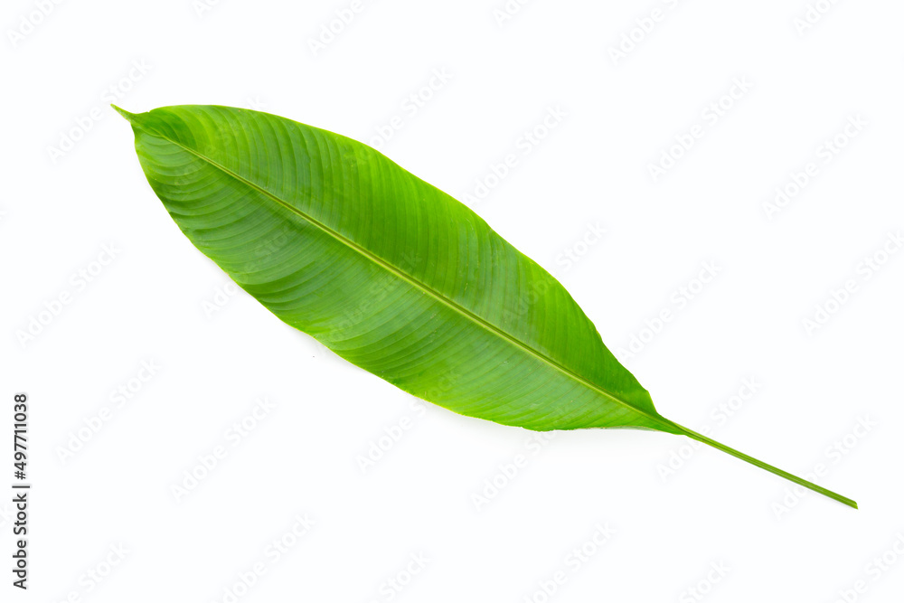 Obraz premium Heliconia leaf on white background.
