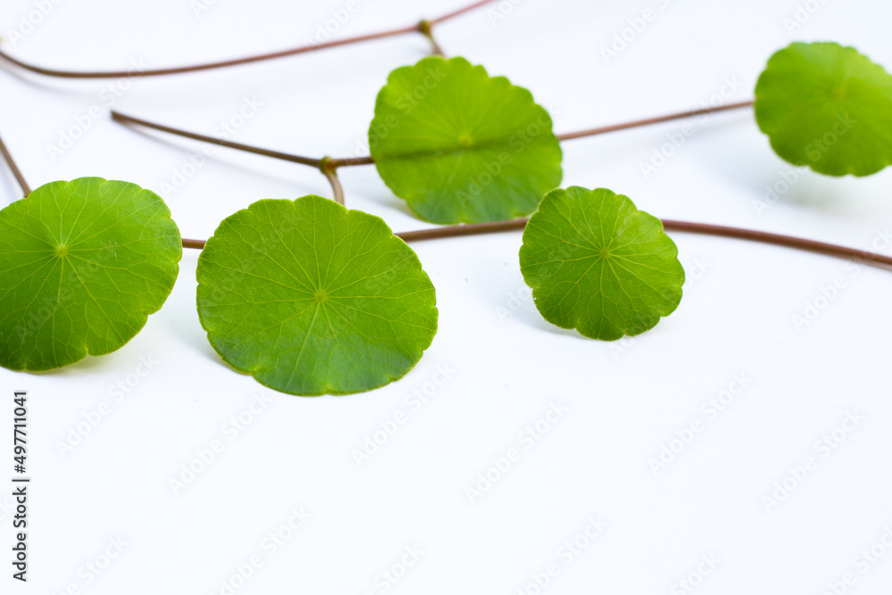 Fototapeta premium Fresh green centella asiatica leaves on white background.
