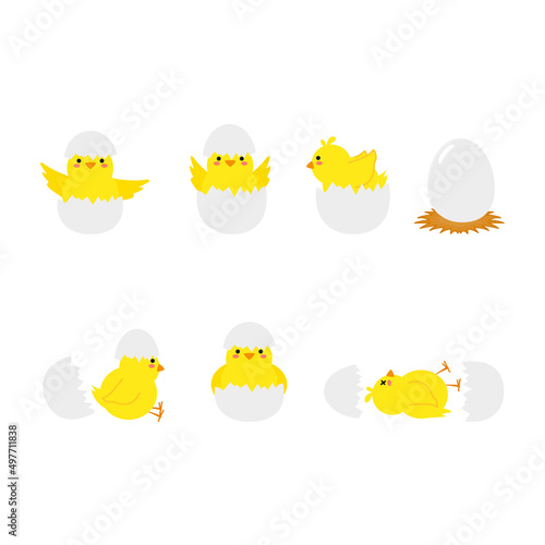 small baby bird emergence from egg, cracked shell in laying hens nest,Chicken hatching stages. Newborn little cute chick,Easter chicks concept.