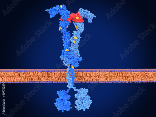 The vascular endothelial growth factor receptor activated by VEGF. The activation leads to blood vessel formation.