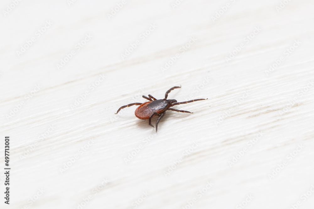 Tick walking on the floor at home Tick walking on the floor at home