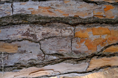 cracked gray and brown tree bark close-up. Textured natural background. Copy space 