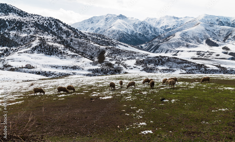 Snow-covered peaks of the Kyrgyz Ala-Tau. A herd of sheep grazes on a spring meadow.
