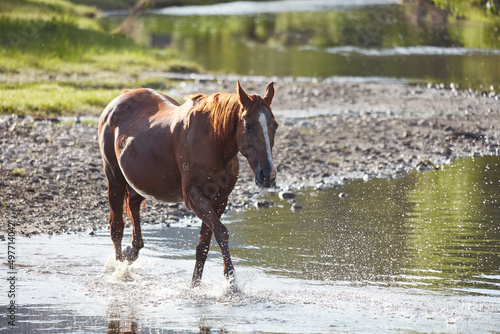 Horses running free on the Gwydir River, near Bingara, NSW, Australia.