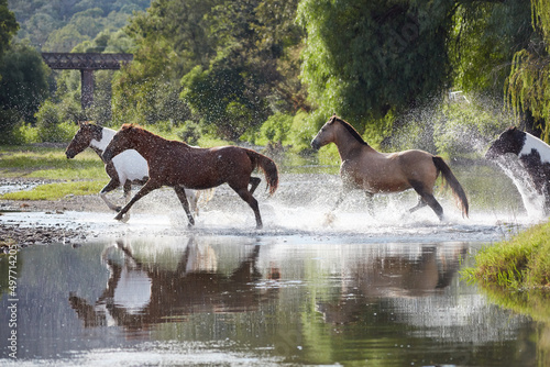 Horses running free on the Gwydir River, near Bingara, NSW, Australia. © Rex Ellacott