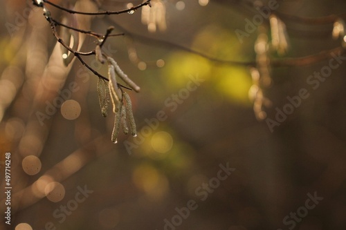 albero di nocciolo in inverno nel bosco dopo la pioggia