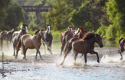 Horses running free on the Gwydir River, near Bingara, NSW, Australia.