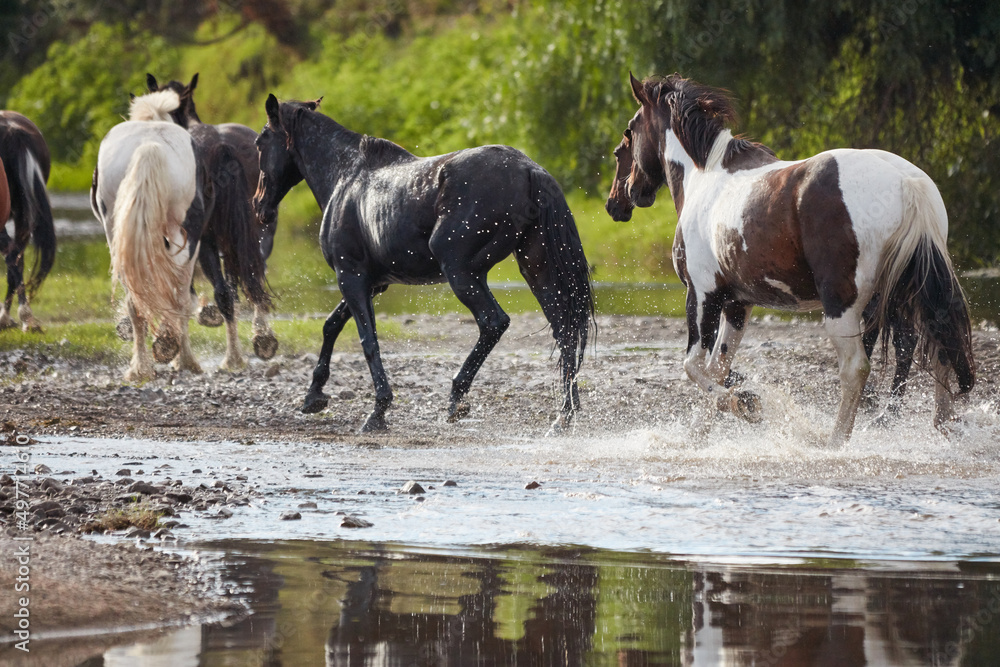 Horses running free on the Gwydir River, near Bingara, NSW, Australia. Horses running free on the Gwydir River, near Bingara, NSW, Australia.