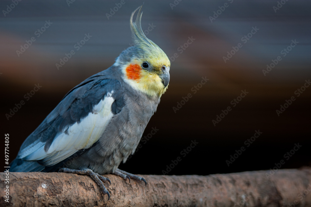 Colourful parrot bird sitting on the perch Colourful parrot bird sitting on the perch