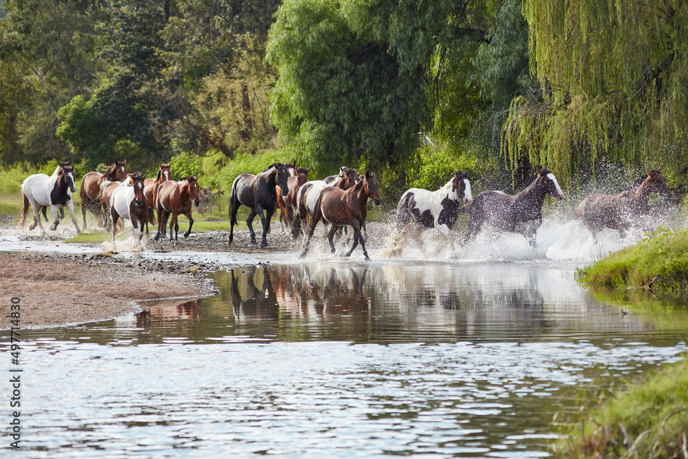 Obraz premium Horses running free on the Gwydir River, near Bingara, NSW, Australia.