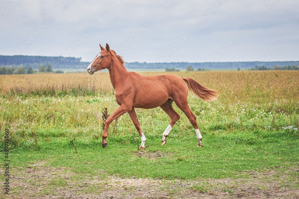 A beautiful, bright, red foal gallops across the field A beautiful, bright, red foal gallops across the field