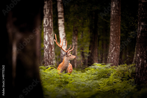 Whitetail Deer Buck standing in a russian woods © irimeiff