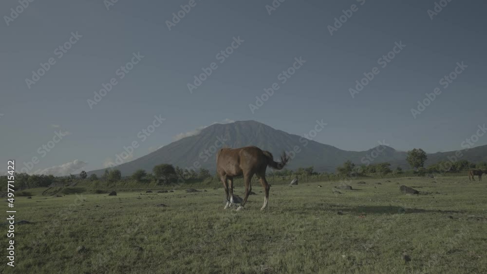 Horses Horse in Savanna with Mount Agung Volcano on The Background - Bali Indonesia Landscape