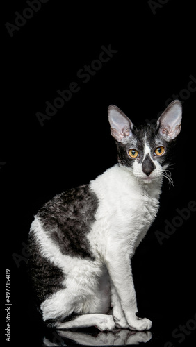 cat Cornish Rex (ID: 497715489)