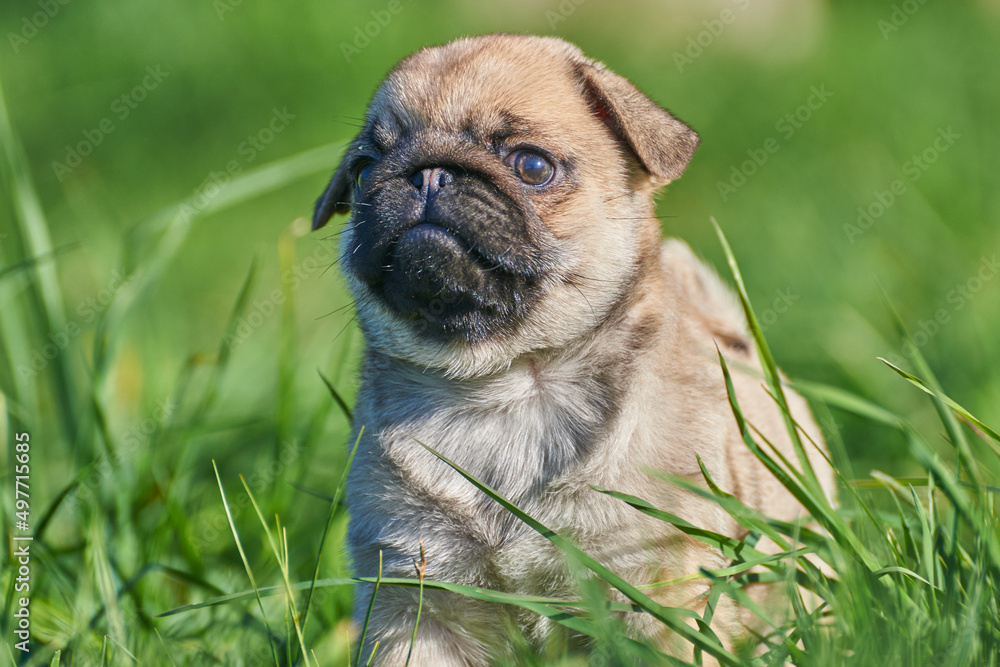 Little pug puppy sits in green grass, close-up