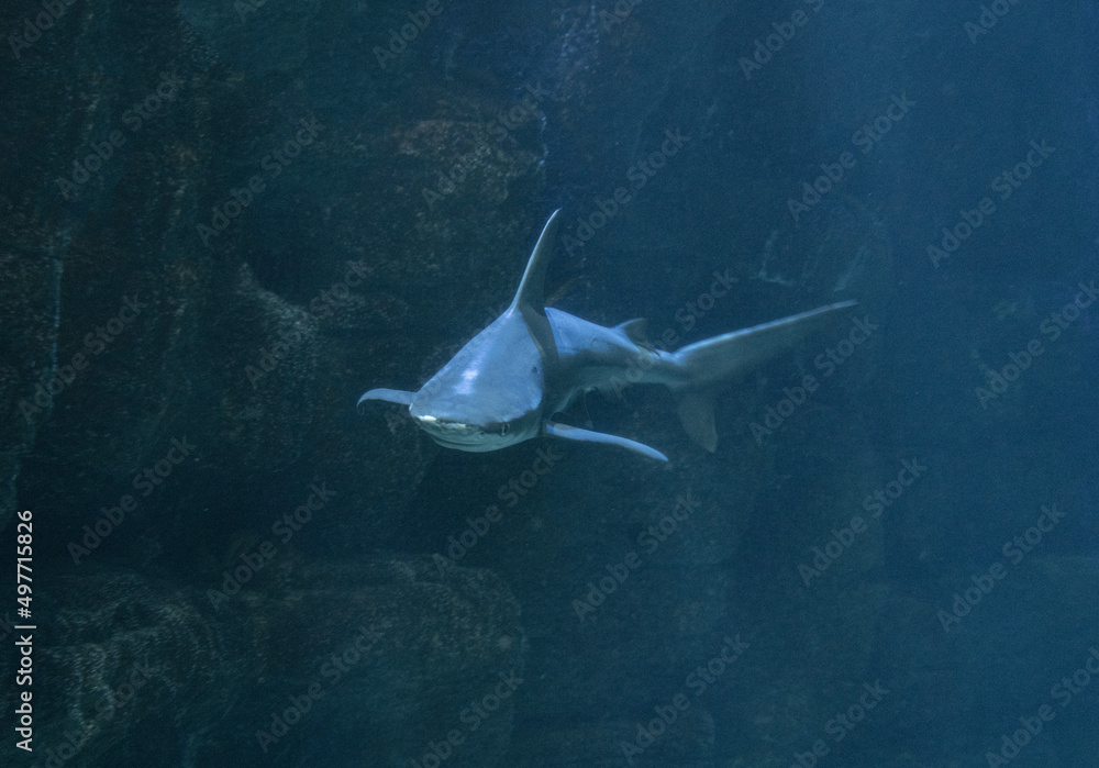 Fototapeta premium Sand Tiger Shark, seemingly floating in the air but really swimming in a dark aquarium. 