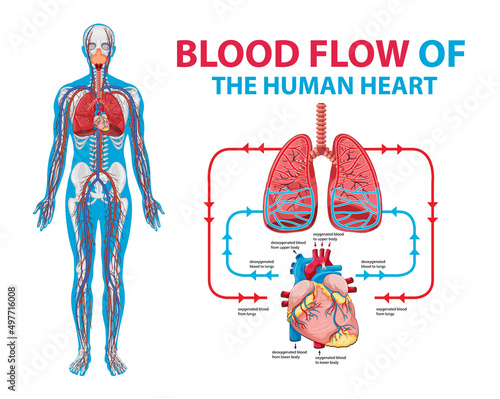 Diagram showing blood flow in human