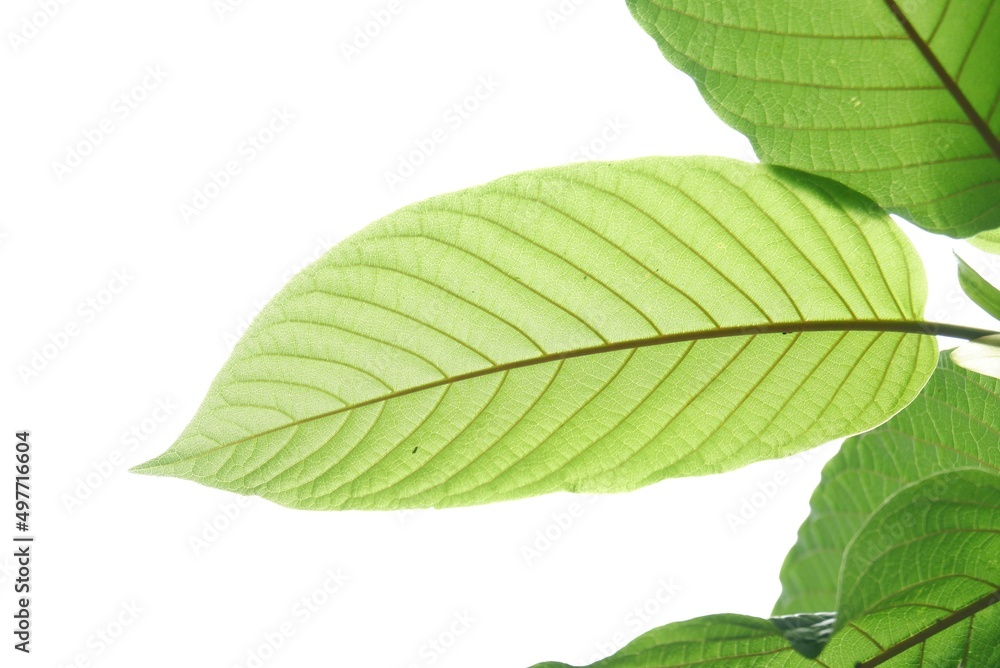 Close-up young Kratom leaves with branches on white isolated background for green foliage backdrop Close-up young Kratom leaves with branches on white isolated background for green foliage backdrop