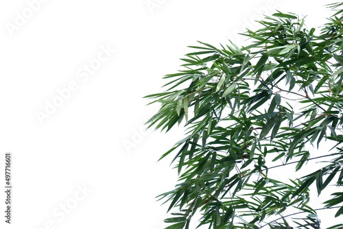 Tropical Bamboo tree with leaves and branches on white isolated background for green foliage backdrop © Oradige59