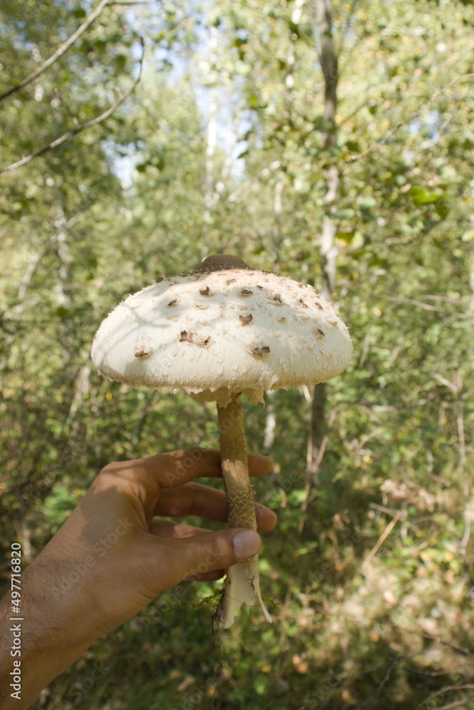 mushrooms in transylvania mushrooms in transylvania