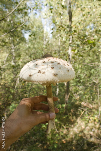 mushrooms in transylvania