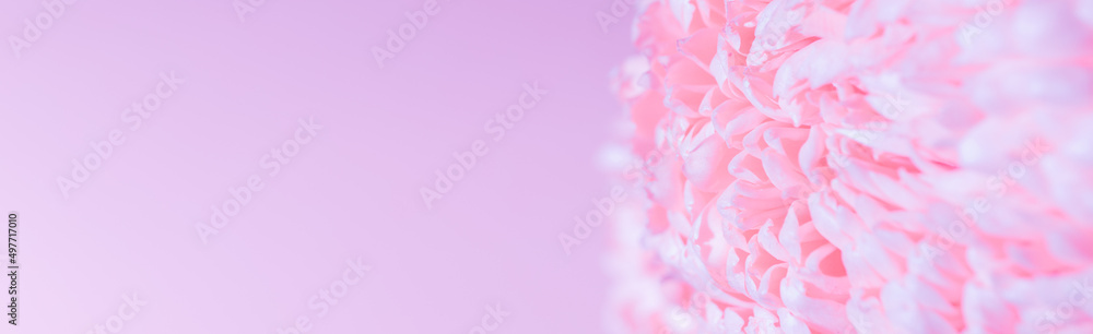 Pink flower bud petals close-up. Gentle background. Banner. Horizontal postcard with lush chrysanthemum, peony, rose or carnation. Holiday mockup design of gift certificate. Mother day card template