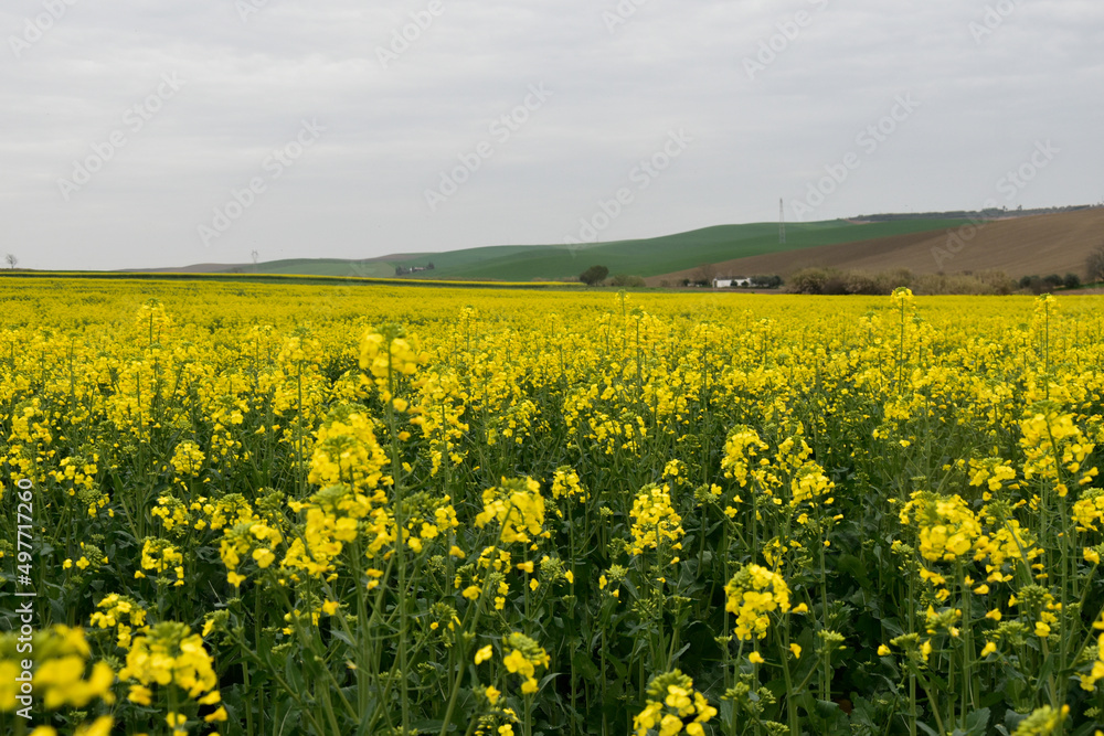 Cultivo de la Colza, campos amarillos