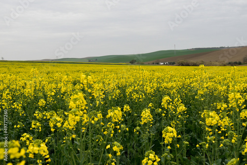 Cultivo de la Colza, campos amarillos